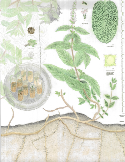 Le Grand Mezze - Menthe