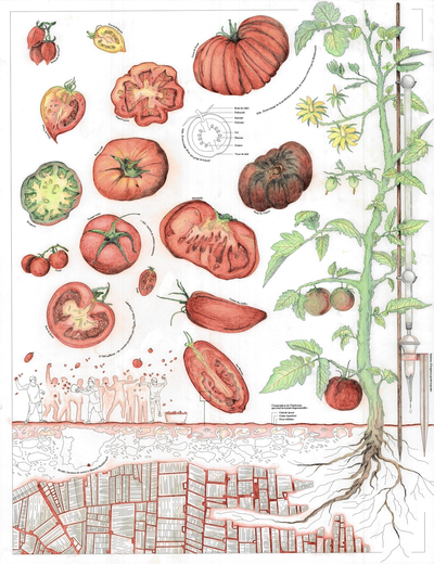 Le Grand Mezze - Tomate