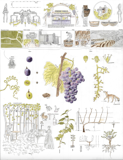 Le Grand Mezze - Raisin